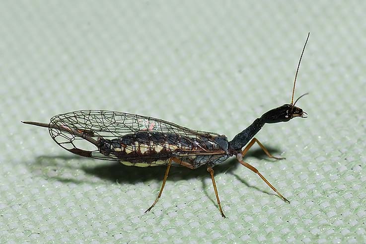 Venustoraphidia nigricollis ( ? )